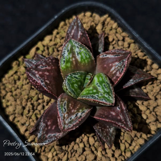 (冰雨 X 白狼) X 狼龜KAI SH-1015 Poetry Plants X Shiratori House