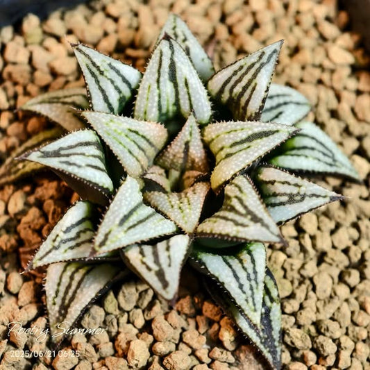 (粉紅佳人 X 銀龜) X (鉑 X LS) SH-1025 Poetry Plants X Shiratori House