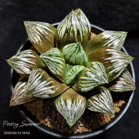 Brownie X Wimii hyb. SH-1036 Poetry Plants X Shiratori House
