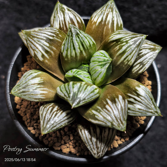 Brownie X Wimii hyb. SH-1036 Poetry Plants X Shiratori House