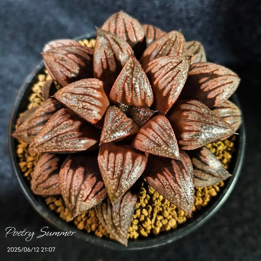 (銀鳞 X 畏取)  X 巴迪亞交種 SH-1037 Poetry Plants X Shiratori House