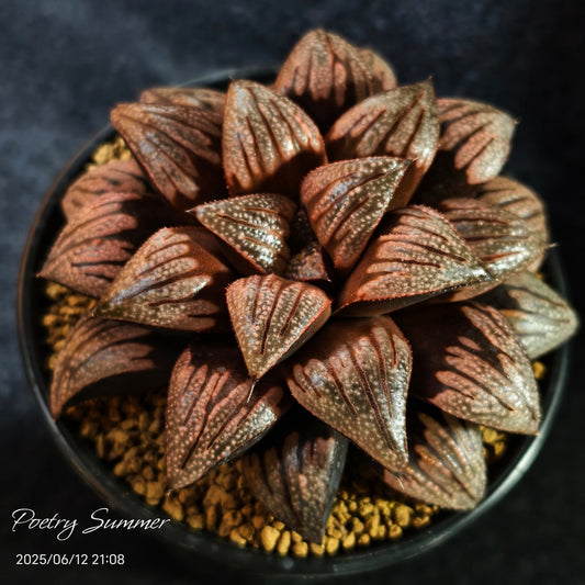 (銀鳞 X 畏取)  X 巴迪亞交種 SH-1037 Poetry Plants X Shiratori House
