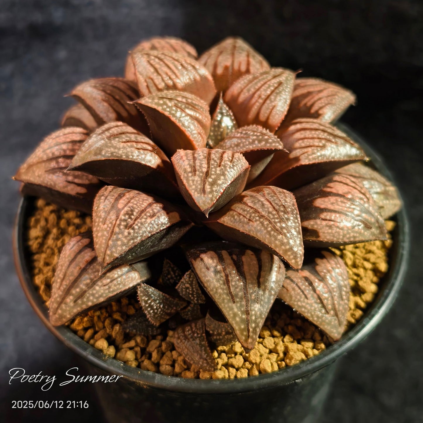 (銀鳞 X 畏取)  X 巴迪亞交種 SH-1037 Poetry Plants X Shiratori House