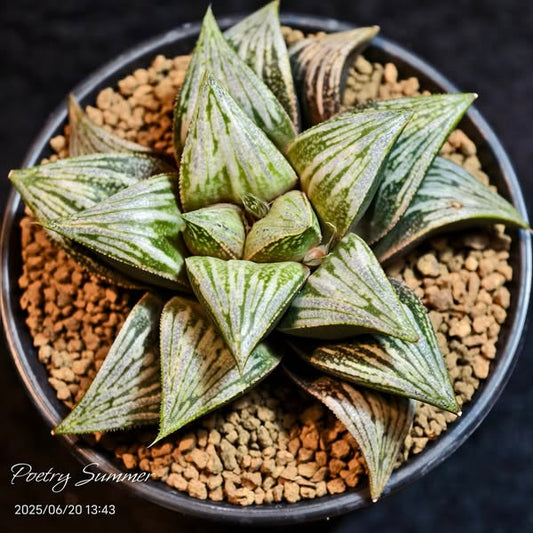 Hanasakigani hyb. X Geato SH-1041 Poetry Plants X Shiratori House