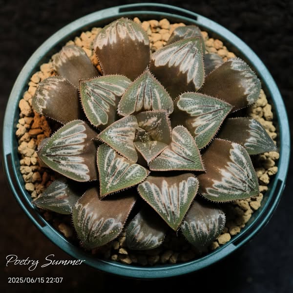 (DW X WW) X HS21-44 SH-1056 Poetry Plants X Shiratori House