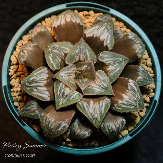 (HY-1 X鉑) XLS F2 SH-1054 Poetry Plants X Shiratori House