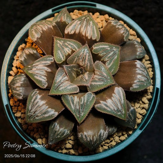 (HY-1 X鉑) XLS F2 SH-1054 Poetry Plants X Shiratori House