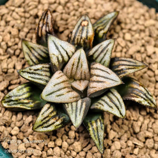 (微米 X 白狼) X DW X WW SH-1058 Poetry Plants X Shiratori House