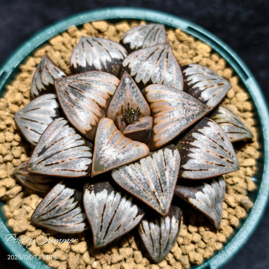 (白獅子 X 克雷克大) X 穆提卡交種SC F2 SH-1068 Poetry Plants X Shiratori House