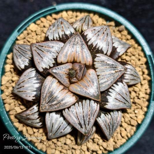 (白獅子 X 克雷克大) X 穆提卡交種SC F2 SH-1068 Poetry Plants X Shiratori House