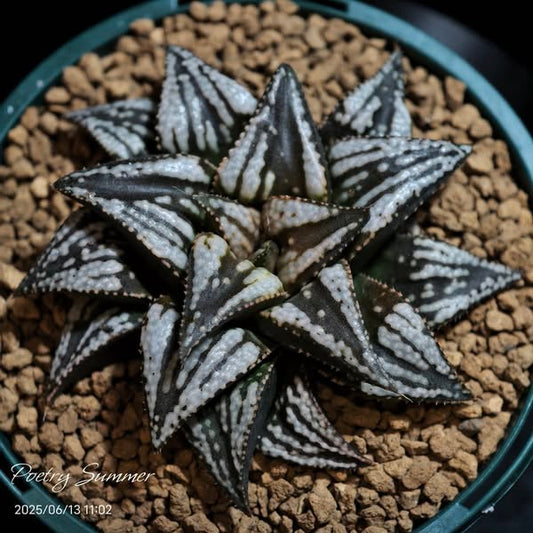 (鉑 X LS X GM452 X GM447) X DW SH-1097 Poetry Plants X Shiratori House