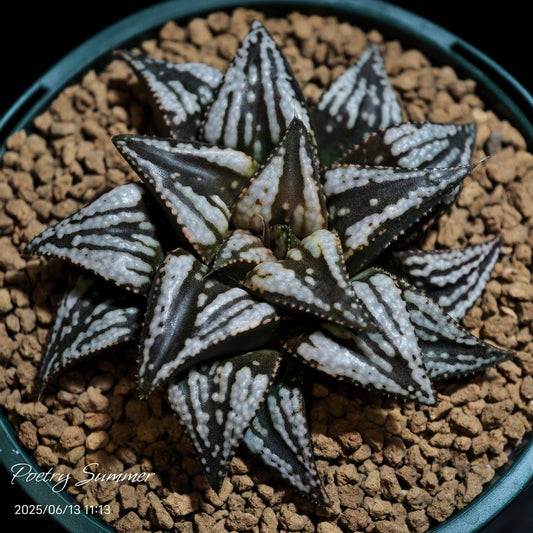 (鉑 X LS X GM452 X GM447) X DW SH-1097 Poetry Plants X Shiratori House