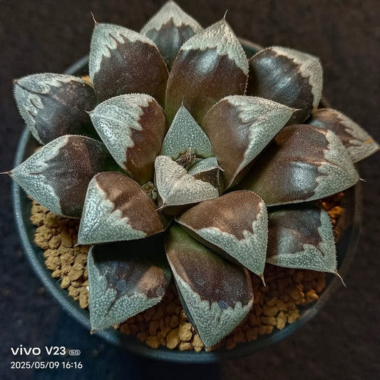 Boomerang Seedlings
PHX-SH-E6