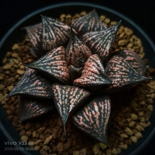 City of Divine Fire Seedlings PHX-SH-E8
