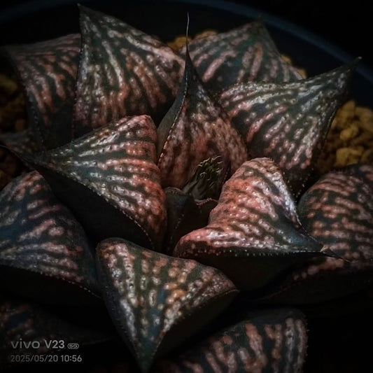 City of Divine Fire Seedlings PHX-SH-E8